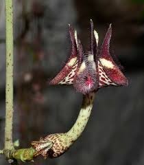 Image result for Ceropegia cimiciodora