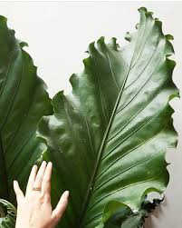 Anthurium Plowmanii Anthurium Plant Anthurium Plants