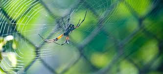 Protecting your health, property & environment since 1979. 5 Of The Most Prevalent Pests In Tampa Florida How To Treat Them Worthview