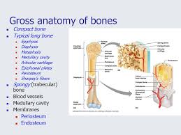 Inside the diaphysis is the medullary cavity, which is filled with yellow bone marrow in an adult. Gross Anatomy Of The Typical Long Bone Anatomy Drawing Diagram
