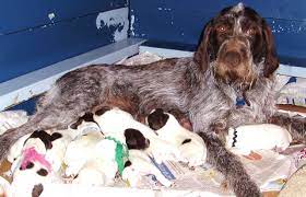 This will often require a fee or in some cases the 'pick of the litter'. Purepoint Kennel Gwp German Wirehaired Pointer Breeder Muskegon Michigan
