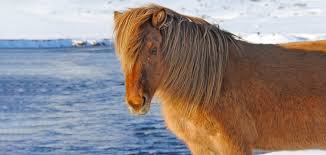 نتیجه جستجوی لغت [icelandic] در گوگل