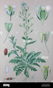 Image result for Capsella