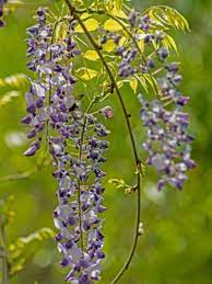 Tips Information About Wisteria Gardening Know How