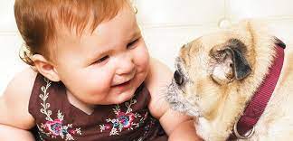 Dogs And Babies Aspca