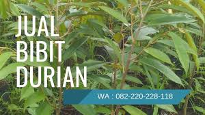 Lengkap 082 220 228 118 Harga Bibit Kelengkeng Aroma Durian Jual Bibit Durian Padang Musang Pencangkokan Buah