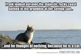 Inspirational Cat Quotes Quotesgram