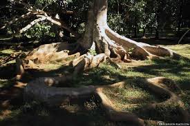 Der Botanische Garten In Pamplemousses Mauritius In 2020 Botanischer Garten Garten Palmenarten