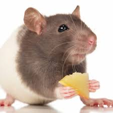 Pet rats do best with commercial rat foods specifically designed for them. Mice And Rats Feeding A Healthy Diet Bishops Stortford Vets