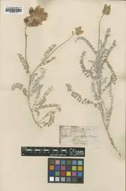 Image result for Astragalus atropilosulus