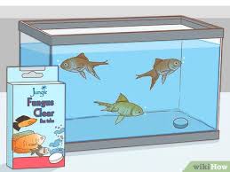 Fin rot is actually very common preventable aquarium symptom found in tank fish such as betta and goldfish. How To Treat Fin Rot 10 Steps With Pictures Wikihow