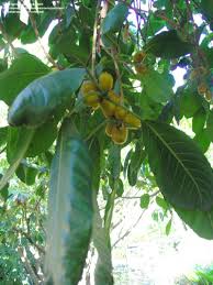 Image result for Ficus saussureana
