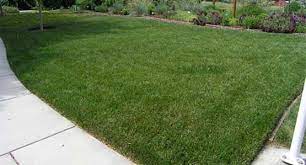 We did not find results for: Dwarf Fescue Lawn Sod With Park Avenue Turf