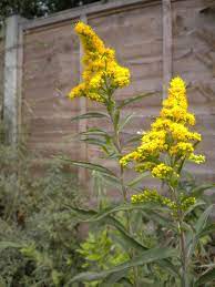 Goldenrods Spring Up In Mass In The Natural Summer Landscape Topped With Plumes Of Fluffy Yellow Flowers Goldenrod Is Some Plants Perennials Evergreen Plants