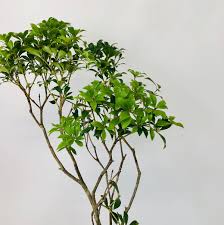 とにかく万能で使い勝手が抜群の枝物 アセビ はなめも 花屋のメモ帳