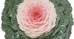 Ornamental Kale Pigeon Pink F1 Ornamental Kale Flower Seeds Ornamental Cabbage