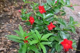 Image result for Dactyladenia gilletii