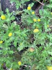 Image result for Grangea anthemoides