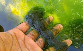 15 Umpan Ikan Bandeng Tambak Racikan Jitu Siang Malam Pagi Hari
