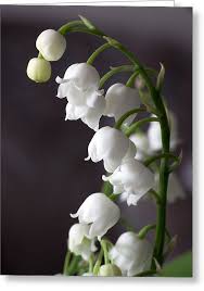 All White Flowers Are Beautiful And With Meanings Of Their Own So Which Do You Prefer Beaut Lily Of The Valley Flowers Popular Flowers Most Popular Flowers
