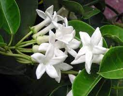 Jasmin De Madagascar Ou Liane De Cire Fleur Flore Ile De La Reunion Jasmine Plant Plants Flowers