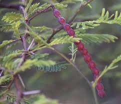 Image result for Acacia adenocalyx