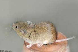Feldmaus Microtus Arvalis