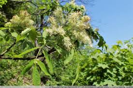 Für die esche als baumart, siehe gemeine esche eschen (pflanzengattung) esche, gemeinde im landkreis grafschaft bentheim in niedersachsen, siehe esche. Blumen Esche Fraxinus Ornus Pflege Von A Z Ist Sie Giftig