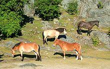 We did not find results for: Gotland Pony Wikipedia