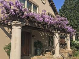 Plants For Dallas Your Source For The Best Landscape Plant Information For The Dallas Ft Worth Metroplexbest Vines For Dallas Texas