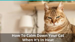 Cats make excellent pets and are suitable for all kinds of houses, however, before adopting a cat, you should know about the behavioral pattern of your furry friend. How To Help Calm Down A Cat In Heat Calming Remedies