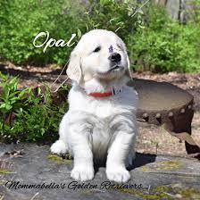 Since then, agn has rescued and found homes for approximately 3,000 golden retrievers and golden mixes. Mommabella S Golden Retriever Puppies In Tennessee