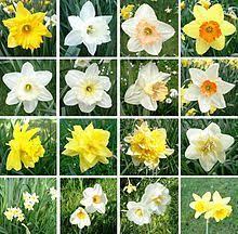 Pin On Daffodil Narcissus Amaryllidaceae