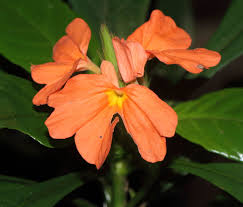 Image result for Crossandra fruticulosa