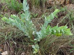 Image result for Gomphocarpus glaucophyllus