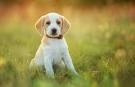 Lemon Beagle Puppies for Sale - DogsNow