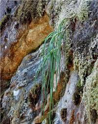 Image result for Streptocarpus myoporoides