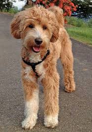 5a472292eb5f6f3e15704a1349ffbb24 Jpg 450 646 2020 Labradoodle Goldendoodle Sevimli Kopekler