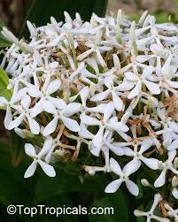 Image result for Ixora narcissodora