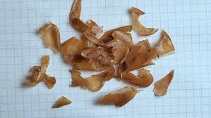 Image result for Picralima nitida