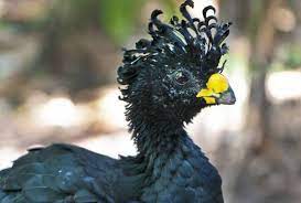 Your spiky feathers stock images are ready. 15 Birds With Snazzier Hairdos Than You