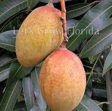 Image result for Mangifera