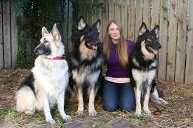 Dog vs dog breed comparision. Alaskan Shepherd Kennel Club Home Facebook