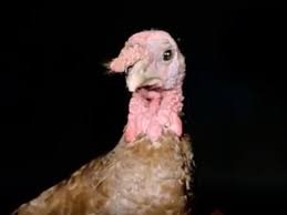 Does farmers insurance cover pets. Forget The Oscars Farmers Insurance Is Running Its Own Awards Ad Age