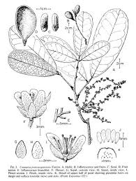 Image result for Connaraceae