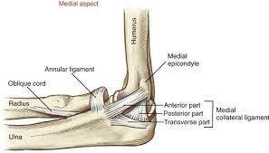 The elbow is a hinge joint composed of two articulations: Elbow And Forearm Clinical Gate