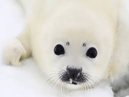 Skinning Alive Baby Seals Is Inexcusable Violence