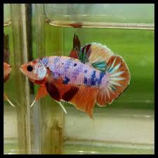 Video ikan cupang black cooper. Jual Big Sale Ikan Cupang Nemo Candy Cooper Di Lapak Freslysaputri51 Bukalapak