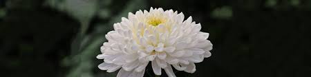 Donate In Memory Villa Cathay Care Home