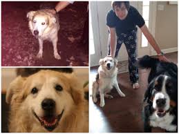 In 1996 the volunteers that would become the pet adoption league, were instrumental in changing a local city animal shelter's kill rate of 67% to a more humane. Before After Trio Animal Foundation